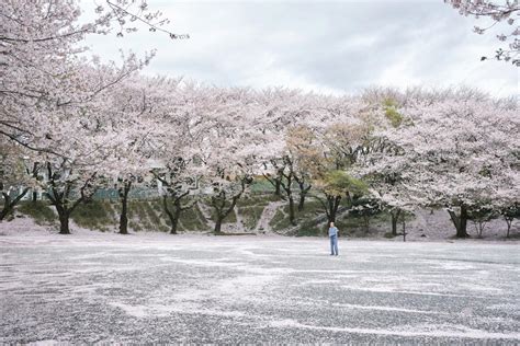 舞の海 秀平 自宅：彼の生活空間から見える相撲の美学と日常の調和