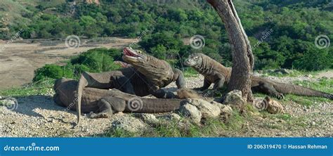 De Komodo Draak; Een Icoonische Reptiel uit het Vroegmiddeleeuwse Indonesië