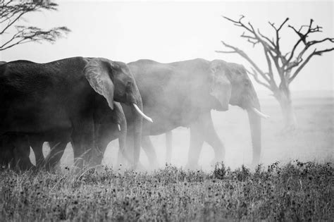  De Slag bij Sungai Batu: Een Epische Confrontatie tussen Khmer en Malay