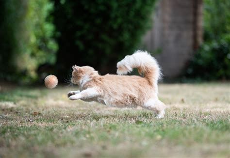 サッカー ハーフタイム：なぜ猫はボールを追いかけるのか？